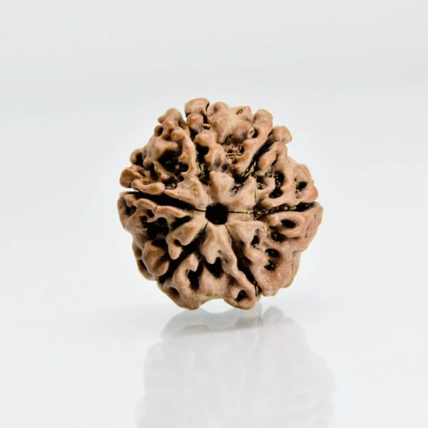 Original 6 Mukhi Rudraksha