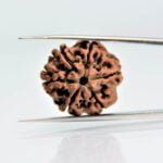 Original 6 Mukhi Rudraksha