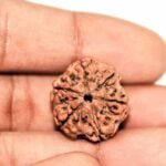 Original 6 Mukhi Rudraksha