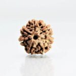 Original 7 Mukhi Rudraksha