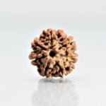 Original 7 Mukhi Rudraksha