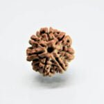 Original 7 Mukhi Rudraksha